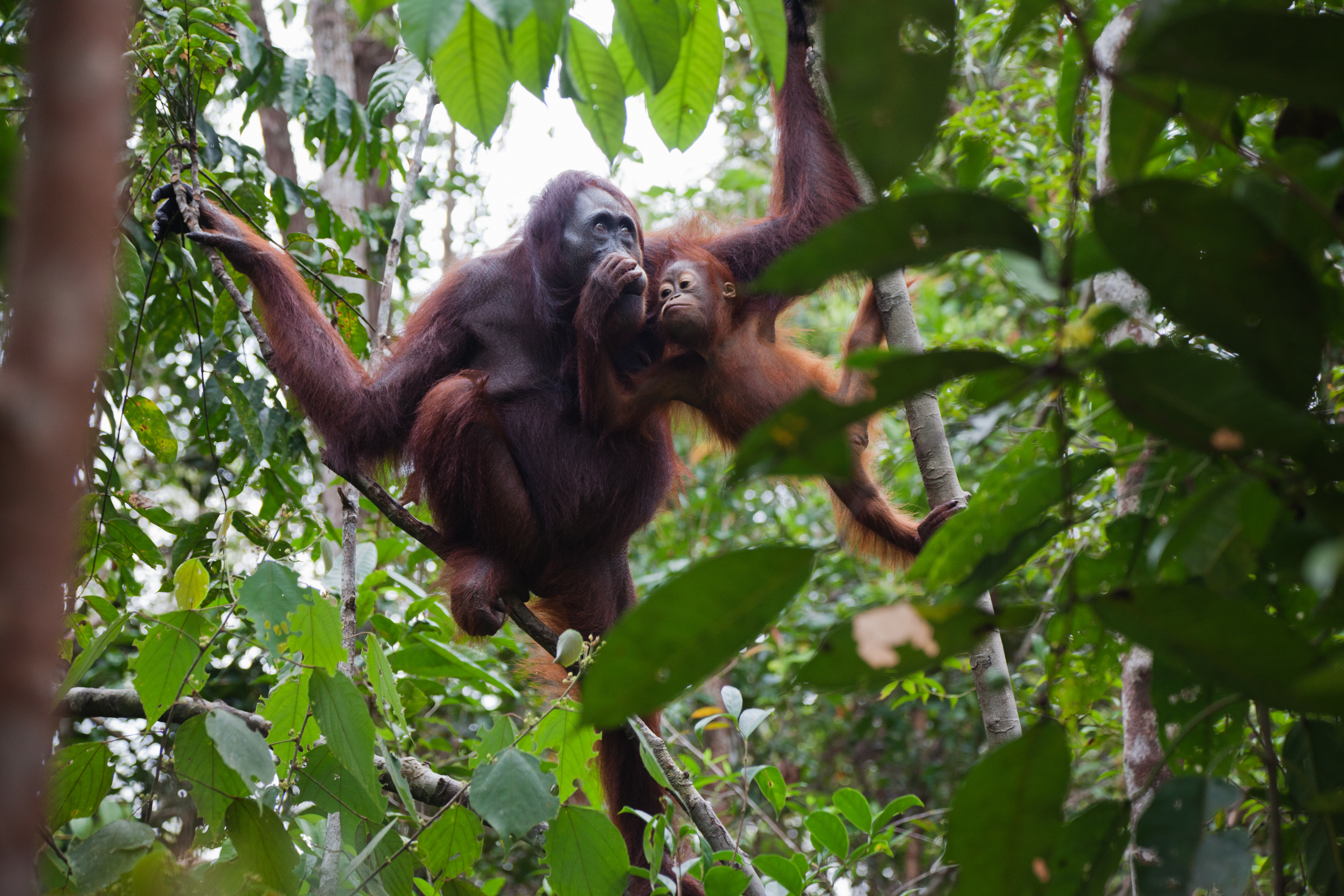 Orang Utan in Indonesien