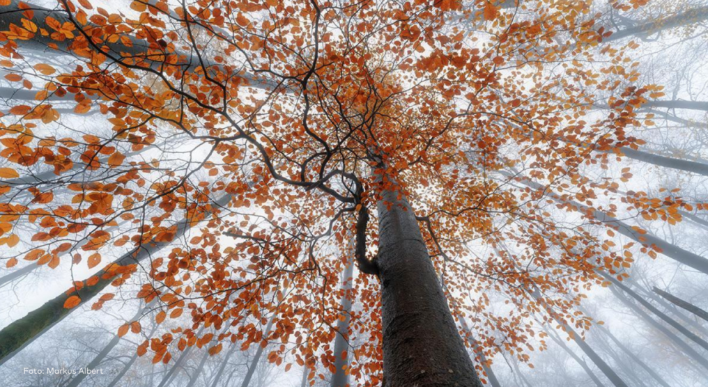 Laubbaum in nebeligem Wald