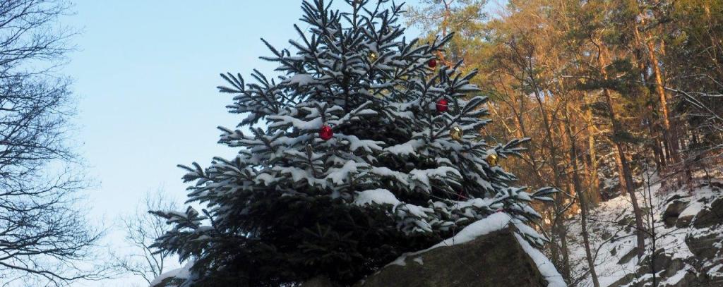Öko-Weihnachtsbaum (A. Roloff) Öko-Weihnachtsbaum
