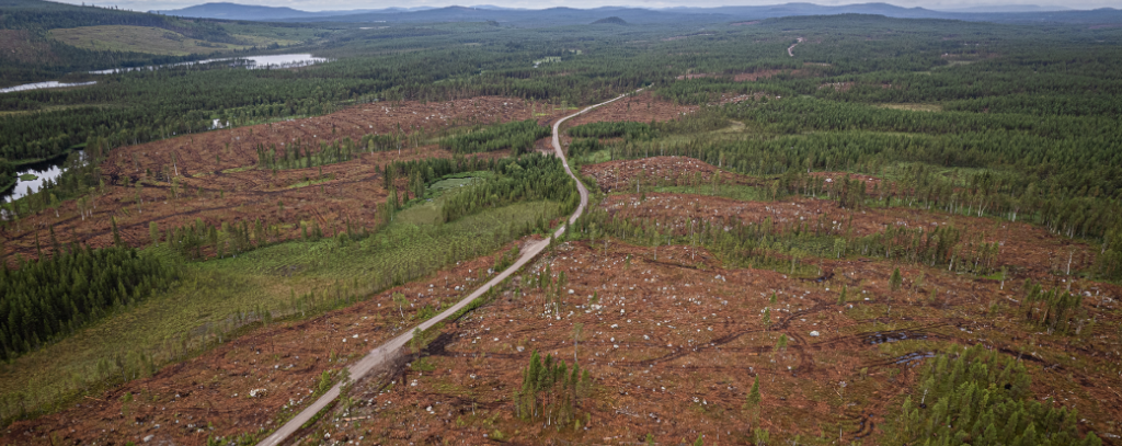 Kahlschlag ist auf 96 Prozent der schwedischen Waldflächen die gängige Fortspraxis