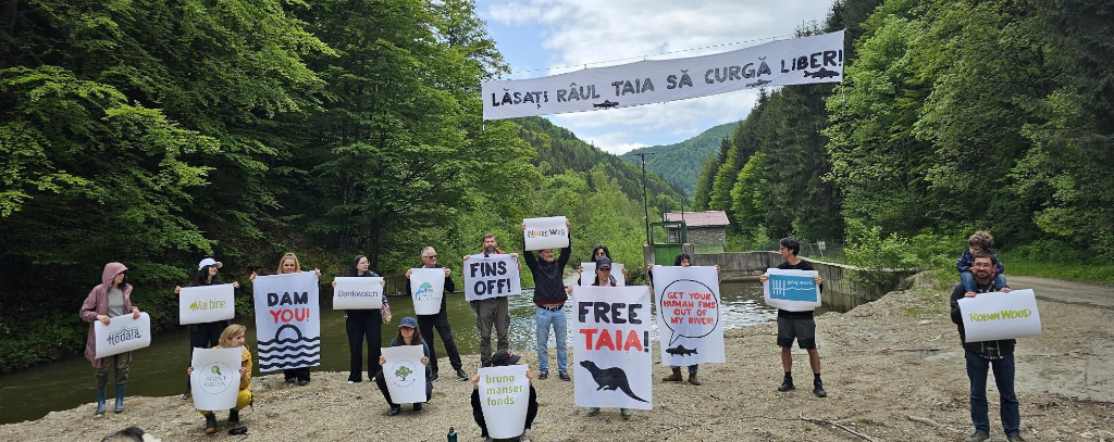 Juni 2025: Mit NGOs aus Rumänien und Schweden protestierten Aktive von ROBIN WOOD gegen den illegalen Raubbau in den Urwäldern der Karpaten!