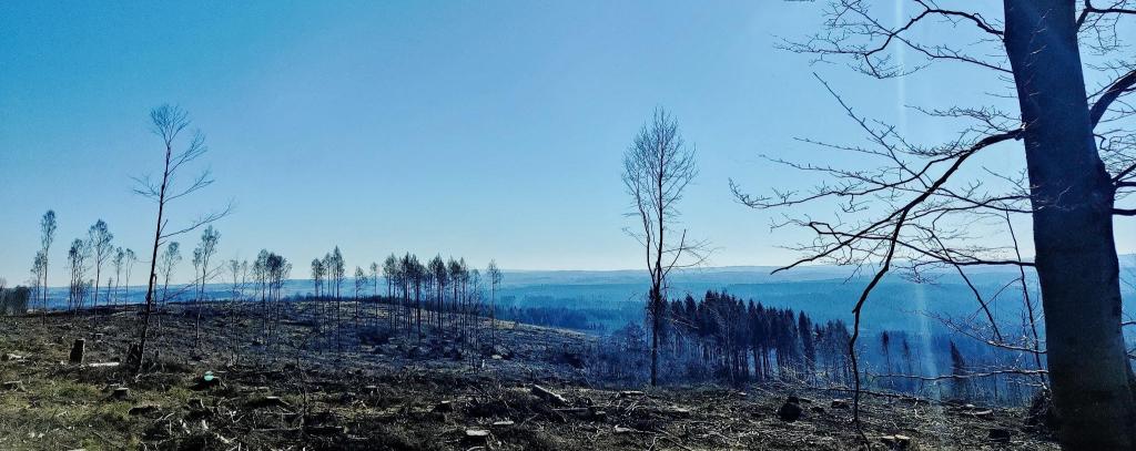 Auch Holz von großen Schadflächen wie im Harz könnten in Chemnitz verfeuert werden. Auf den leergeräumten Flächen hätten es neue Bäume dann besonders schwer. (Foto: ROBIN WOOD) Kahlschlag, geräumte Waldfläche im Harz