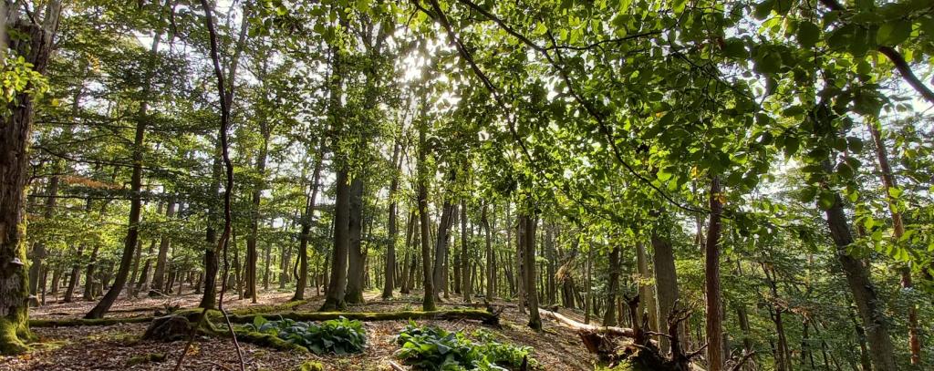 Intakte Wälder sind unersetzlich für Klimachutz und Artenvielfalt. Der Umbau zu naturnahen Wäldern sollte daher gefördert werden - nicht jedoch das Verfeuern von Stammholz zur Wärmeproduktion! (Foto: ROBIN WOOD / Ute Bertrand) Buchenwald mit Totholzstamm