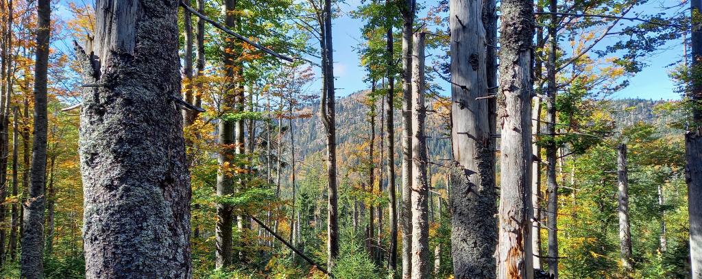Naturnahe Wälder sind vielfältig und unersetzlich (Foto: ROBIN WOOD / Ute Bertrand) Wald im Nationalpark Bayerischer Wald