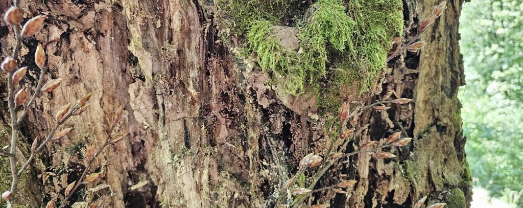 Totholz in Wäldern leistet einen wichtigen Beitrag zum Klimaschutz (Foto: ROBIN WOOD/ Jana Ballenthien) Stehendes Totholz