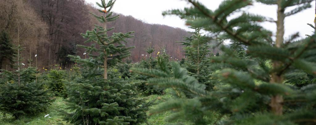 Weihnachtsbaum-Plantage