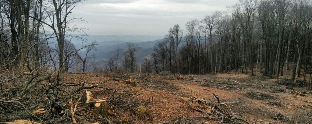 Abholzung für Stromtrasse durch die rumänischen Karpaten (Foto: ROBIN WOOD)