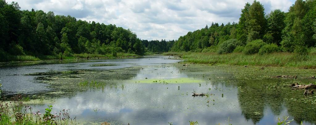 CC BY-NC 2.0: justi92/flickr.com Bialowieza Urwald