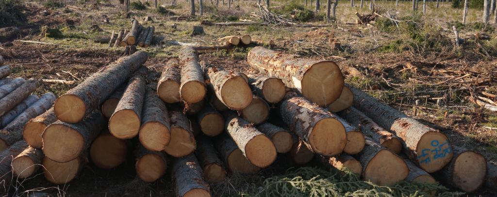 Die Nutzung von Holz steigt stetig an. Würde der globale Energiebedarf nur mit Holz gedeckt, wären die Wälder der Welt nach einem Jahr nahezu ausgelöscht (Foto: Save Estonia's Forests) Gefällte Baumstämme, gerodeter Wald