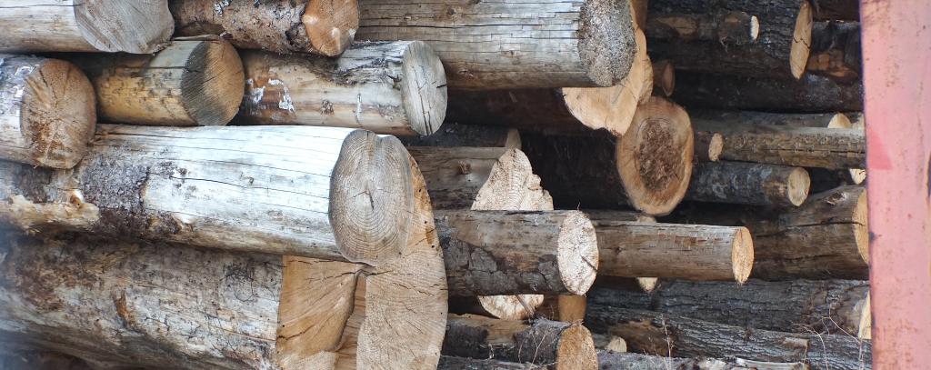 Ganze Holzstämme landen in der Pelletproduktion / Stämme auf dem Gelände von Wismar Pellets (Foto: ROBIN WOOD/Jana Ballenthien) Holzstämme auf einem Polter