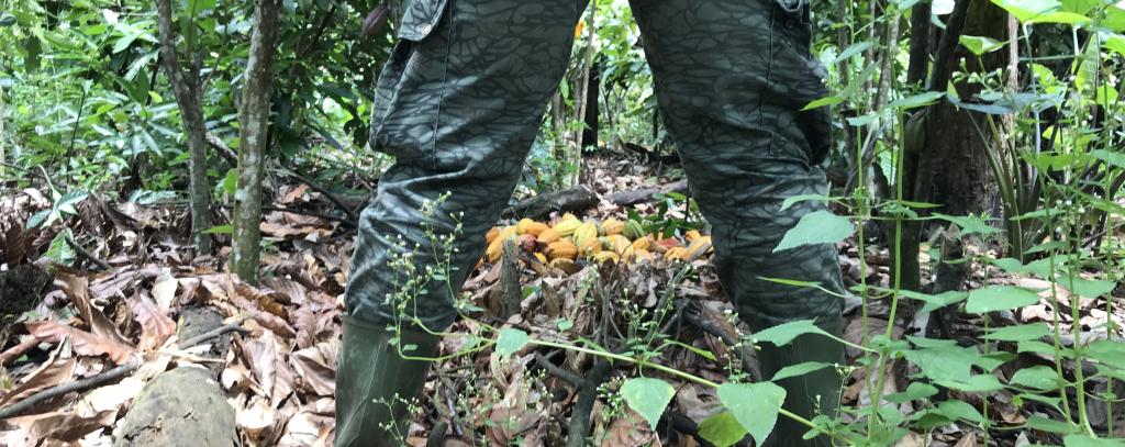 Ein Ranger entdeckt illegale Kakaoernte (Foto: Mighty Earth)
