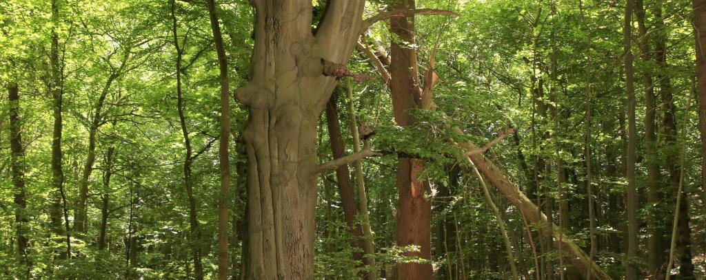alte Buchen im Wald