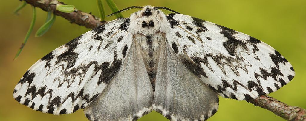 Schmetterling, Nonne (Foto: Lukas Jonaitis)