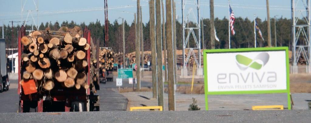 Der weltgrößte Pelletkonzern Enviva verarbeitet auch Stämme alter Bäume zu Pellets (Foto: Dogwood Alliance)
