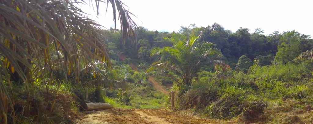Ölpalme am Rande eines Waldes. In der Region des Bukit Tigapuluh Nationalpark leben Indigene und lokale Gemeinschaften, deren Landrechte nicht immer anerkannt werden. (Foto: Fenna Otten) Im Vordergrund eine Ölpalme, an der entlang ein Weg gen Wald führt, teilweise abgeholzt, im Hintergrund Wald