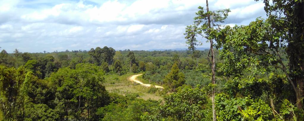 Blick über Wälder nahe des Bukit Tigapuluh Nationalparks, Sumatra, Indonesien (Foto: ROBIN WOOD / Fenna Otten) Blick über noch weitgehend intakte, jedoch akut bedrohte Wälder nahe des Bukit Tigapuluh Nationalparks, Sumatra, Indonesien