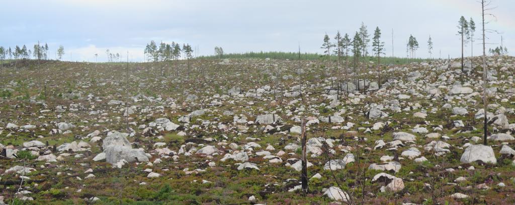 Kahlschlag von Sveaskog in Lannaberget in Schweden (Foto: Bengt Oldhammer) Kahlschlag in Schweden
