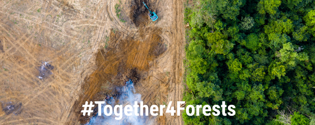 #together4forests Luftbildaufnahme - Tropenwald auf der einen Straßenseite, Sojafeld auf der anderen Straßenseite