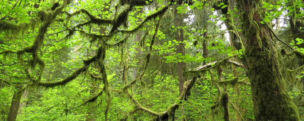 Selbst Holz aus ökologisch besonders wertvollen Urwäldern könnte in Kraftwerken verheizt werden (Foto: Jens Wieting) Urwald in Kanada