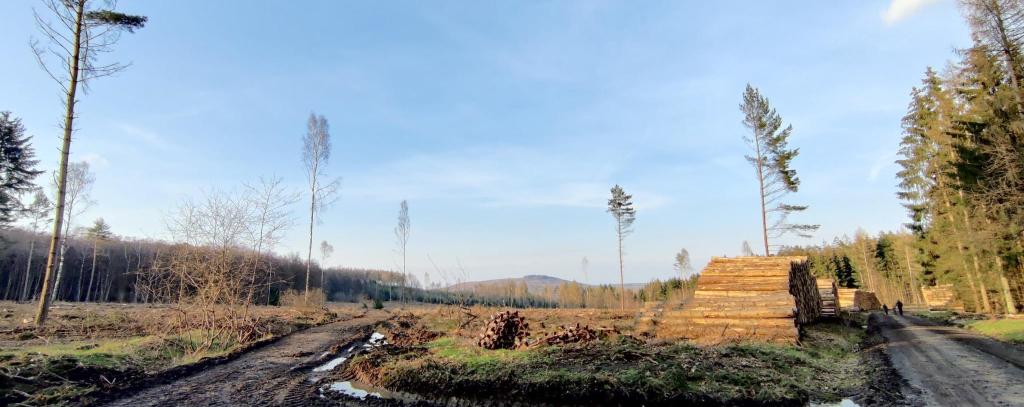 Kahlschlagfläche im Wald und Holzpolter