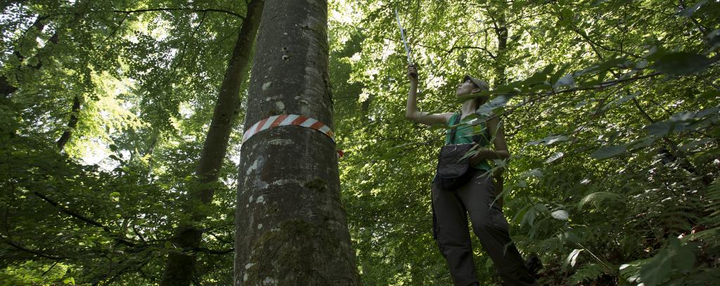 Eine Person misst eine Buche im Wald aus (Foto: Klaus Echle) Eine Person misst eine Buche im Wald aus.
