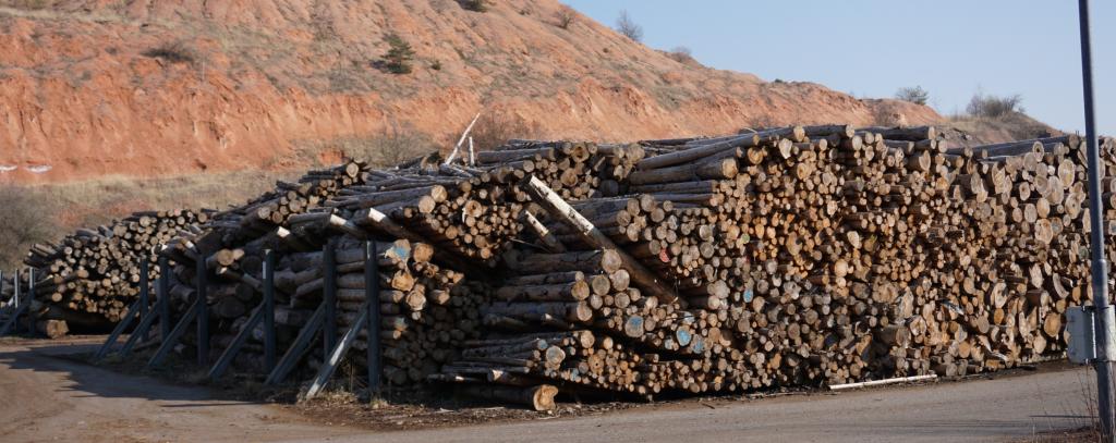 Immer mehr Holz landet in der Verbrennung in Kraftwerken - Holzpolter für das Holzbiomasse-Kraftwerk Bischofferode der Stadtwerke Leipzig (Foto: Jana Ballenthien / ROBIN WOOD) Holzpolter vor einem kahlen Hügel