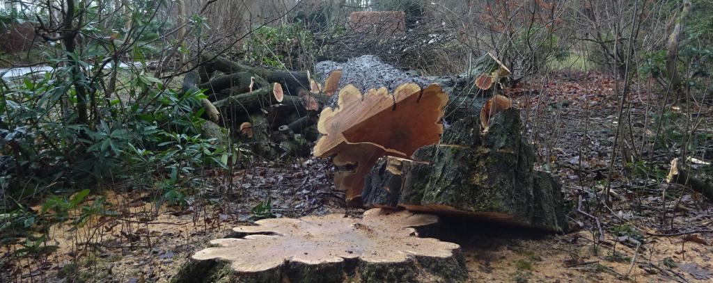 Baumstumpf und gefällter Baum am Boden in einem Park