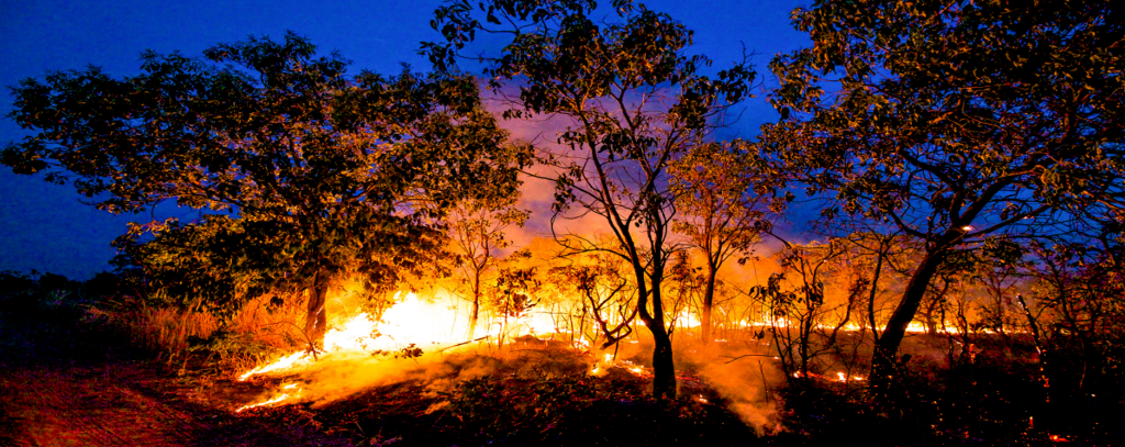 Foto: Jim Wickens/Ecostorm via Mighty Earth