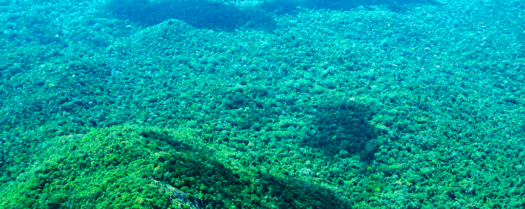 Tropenwald, Brasilien Tropenwald, Brasilien