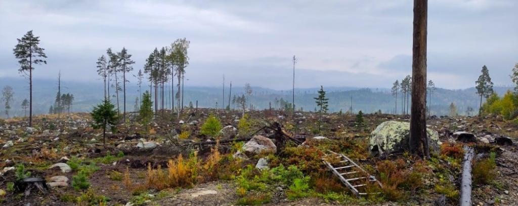 Kahlschlag in Schweden