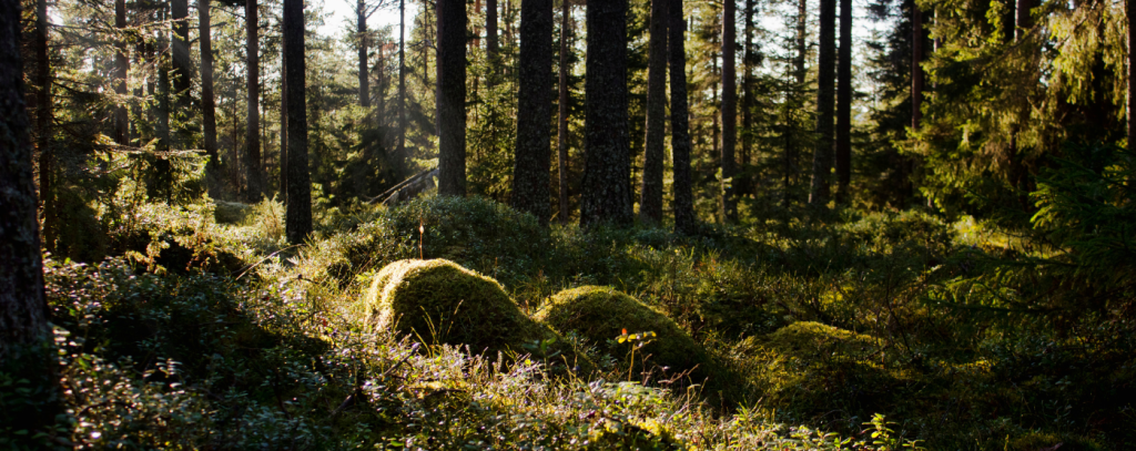 Foto schwedischer Wald