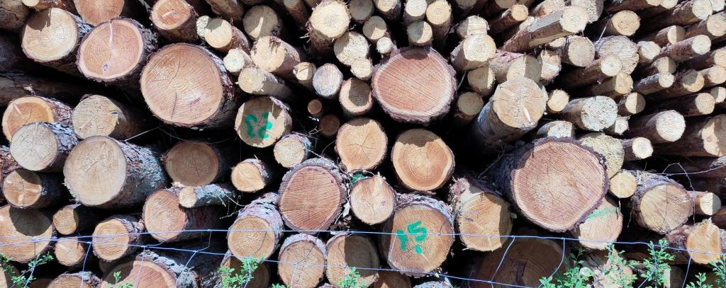 Holzpolter am Heizkraftwerk Eberswalde - Holzverbrennung schadet Klima und Wäldern (Foto: ROBIN WOOD) Holzpolter