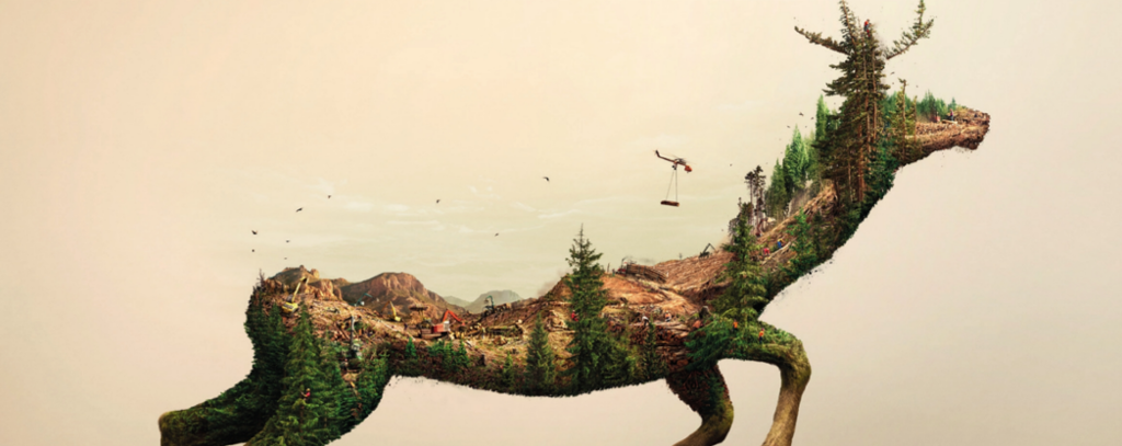 ROBIN WOOD