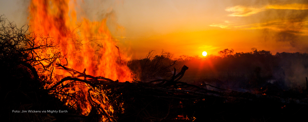 Sonnenuntergang in Bolivien: Baumstämme verbrennen in lodernden Flammen (Foto: Jim Wickens, Ecostorm via Mighty Earth) Sonnenuntergang in Bolivien: Baumstämme verbrennen in lodernden Flammen (Foto: Jim Wickens, Ecostorm via Mighty Earth)