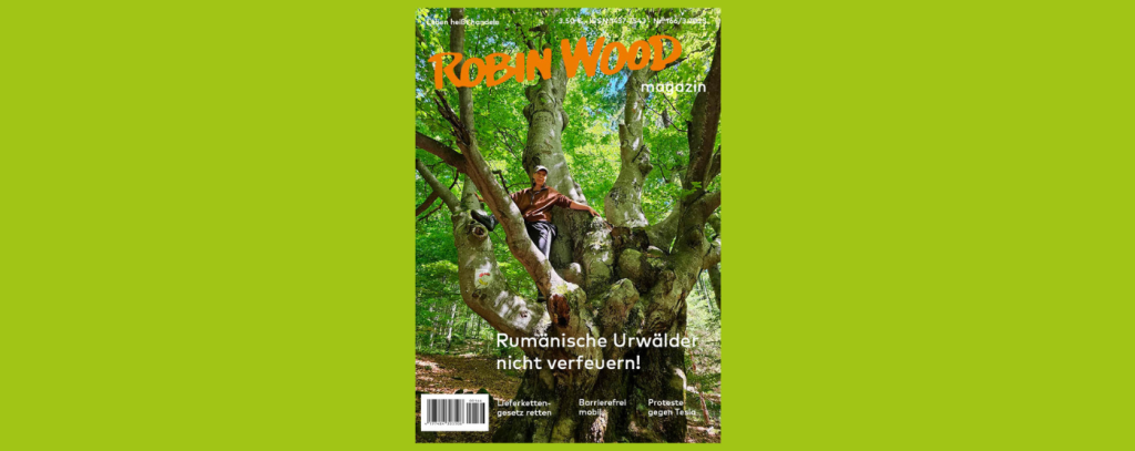 Magazincover: Uralter Baum in rumänischen Buchenwäldern
