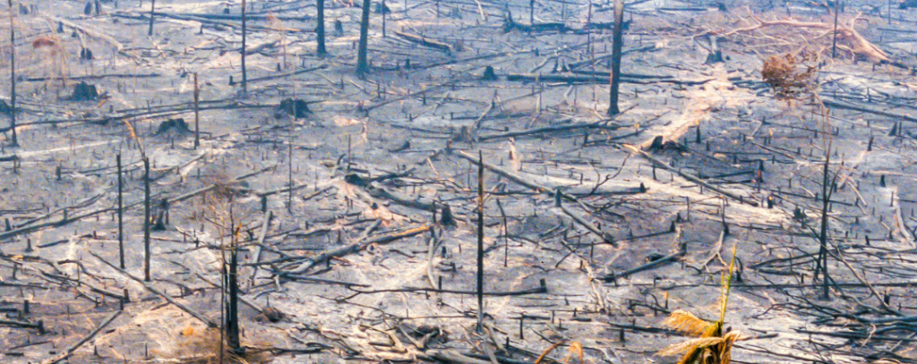 (c) Brazil2 / iStock Gerodete Waldfläche, Rauchschwaden hängen in der Luft