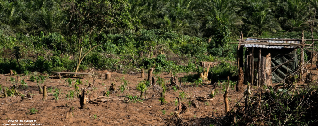 Für Konsumprodukte der EU wird in anderen Kontinenten Wald zerstört / Rodungsfläche für Ölpalmen in Uganda (Foto: Katja Becker u. Jonathan Happ / ujuzi.media)
