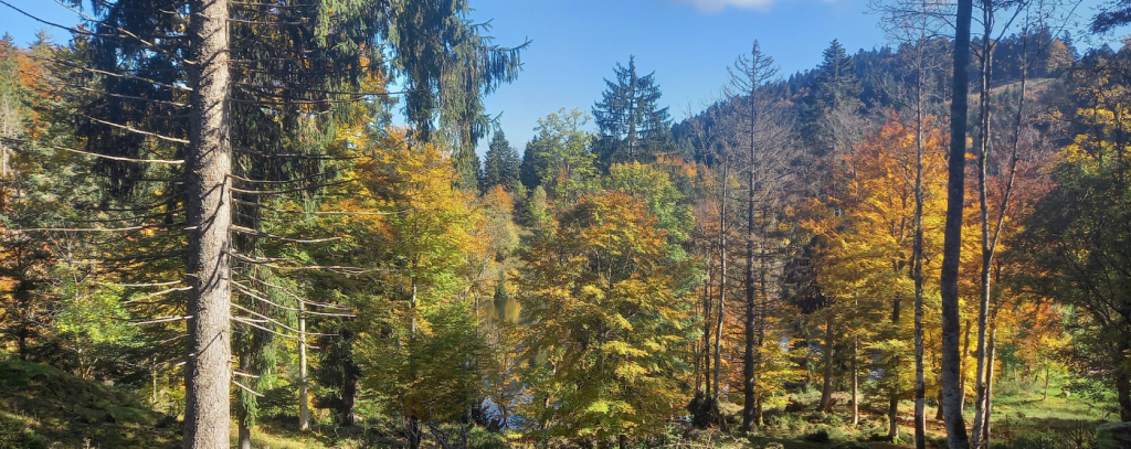 Wald im Herbst vor blauem Himmel