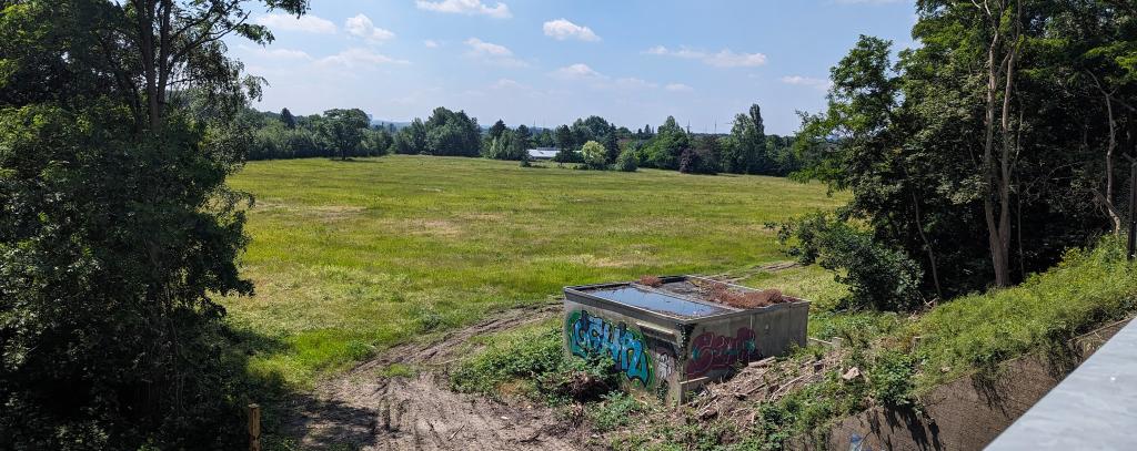 Wiese, am Rand Bäume