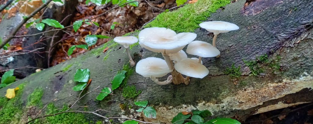 Pilze auf Totholzstamm