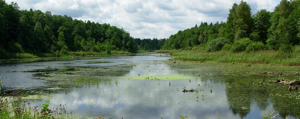 Bialowieza Urwald