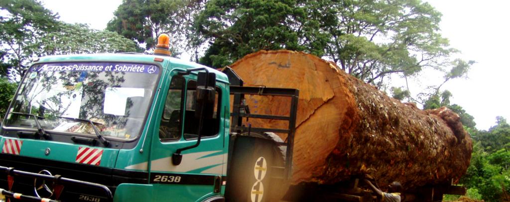 Abtransport eines Tropenbaumes