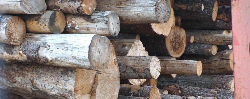 Ganze Holzstämme landen in der Pelletproduktion / Stämme auf dem Gelände von Wismar Pellets (Foto: ROBIN WOOD/Jana Ballenthien) Holzstämme auf einem Polter