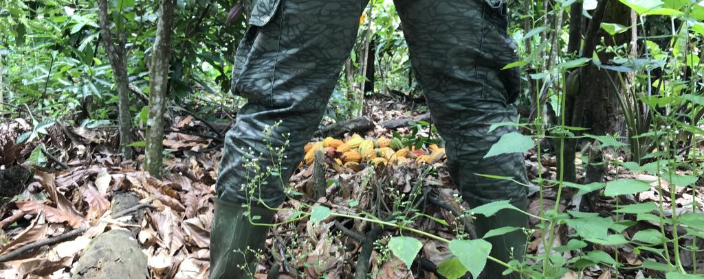 Ein Ranger entdeckt illegale Kakaoernte (Foto: Mighty Earth)