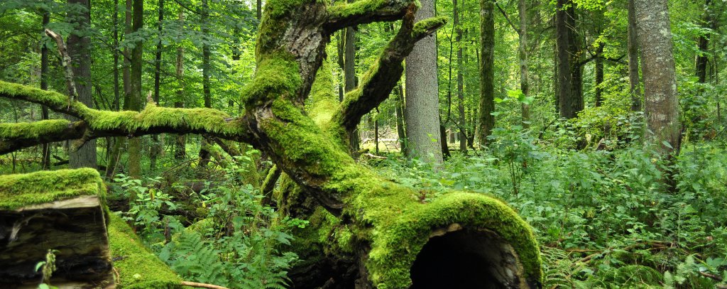 Forest of Bialowieza 