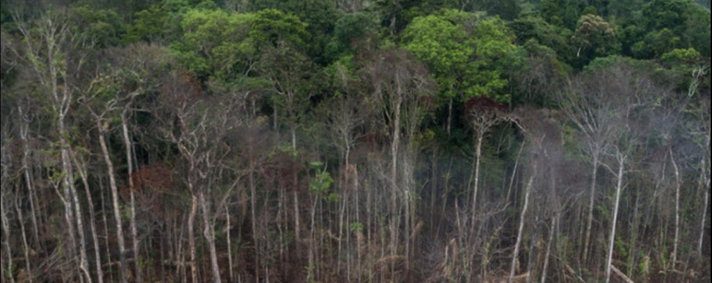 Foto tropenwald und Abholzung