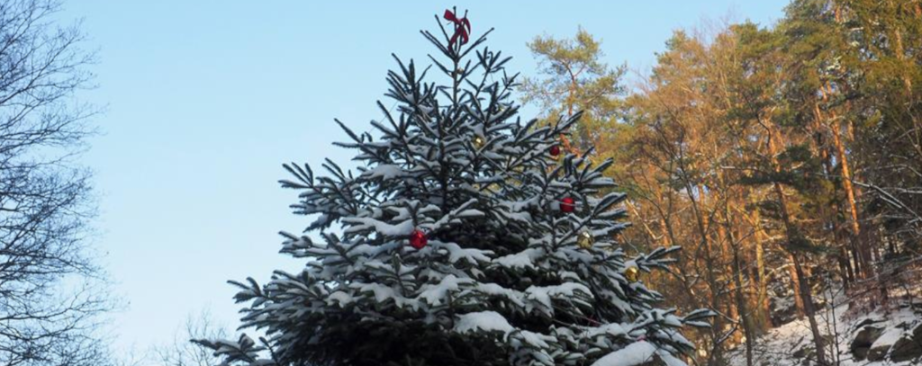 Geschmückter Nadelbaum vor Himmel