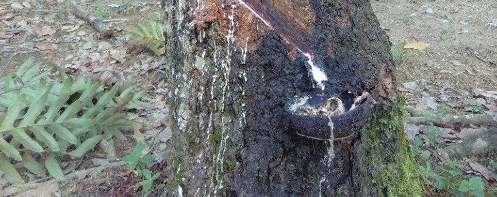 Nahaufnahme eines Kautschukbaums in einer Plantage, Sumatra