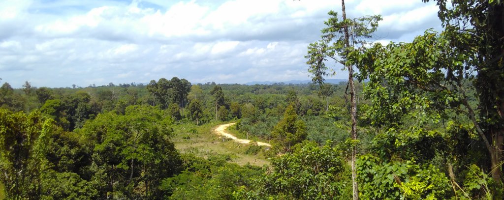 Blick über noch weitgehend intakte, jedoch akut bedrohte Wälder nahe des Bukit Tigapuluh Nationalparks, Sumatra, Indonesien