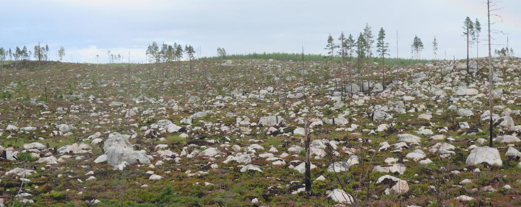 Kahlschlag von Sveaskog in Lannaberget in Schweden (Foto: Bengt Oldhammer) Kahlschlag in Schweden